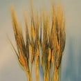 thumbnail image 3 of Dyed Blackbeard wheat bunch (Burnt Oak, Mango, Green) 40-60 stems 8 oz bunch Decorative Wheat Bundles -- Case of 20 Bunches - Burnt Oak, 3 of 3