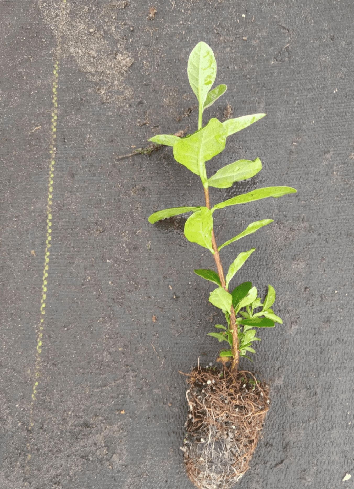 Guava Tree Live Plant for Planting, Pineapple Guava Plant Live 4 to 6 Inc Tall, Tropical Guava Fruit Tree for Planting Indoor Outdoor Garden