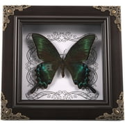Picture Frames Butterfly Specimen Photo Collection Souvenir Display Shelf Real Taxidermy Art Wall-mounted Office
