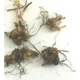 thumbnail image 3 of 5 Dutchman's Breeches Roots for Planting - Dicentra Cucullaria - Wildflower - Bleeding Hearts Flower - Perennial, 3 of 5