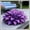 D, variant on Natural Hostas — Easy to cultivate —-10 color options-- Non-GMO— For Home Landscape Decoration(Non-Artificial)