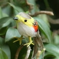 thumbnail image 3 of GROWTH TANK Various Artificial Feather Birds Animal Craft Ornaments Christmas Tree Decors 10, 3 of 8