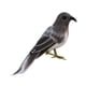 thumbnail image 5 of Adornos de aves artificiales con plumas para árbol de Navidad Pájaro gris, 5 of 6