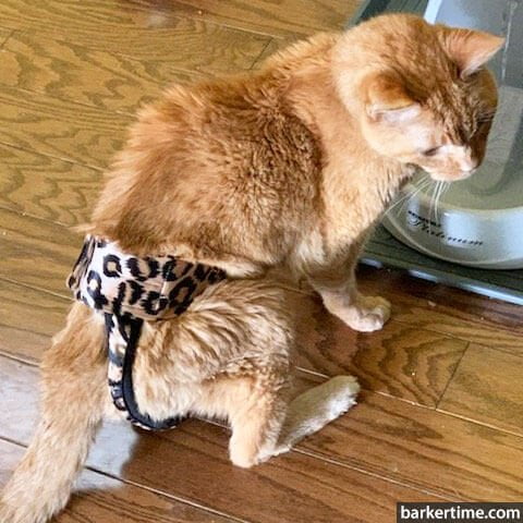 Barkertime cat cheap diapers