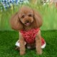 thumbnail image 4 of Chaqueta navideña roja para cachorros, falda festiva de invierno, atuendo para perros pequeños, 4 of 8