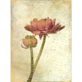 thumbnail image 2 of Allen, Kimberly 19x24 White Modern Wood Framed Museum Art Print Titled - Ranunculus Bloom 1, 2 of 4