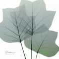 thumbnail image 2 of Koetsier, Albert 26x26 White Modern Wood Framed Museum Art Print Titled - Rainy Tulip Tree, 2 of 4