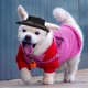 thumbnail image 4 of Sombrero de princesa para perro, ala redonda, gorra de béisbol para mascota, gorra porosa de malla para perro, color negro, 4 of 5