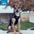 thumbnail image 6 of Voyager Step-In Air Mesh Dog Harness by Best Pet Supplies, 6 of 10