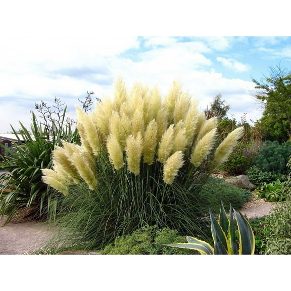 White Pampas Grass Plant - Cortaderia selloana - 2.5" Pot