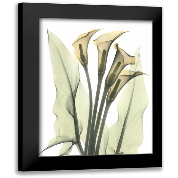 Koetsier, Albert 12x14 Black Modern Framed Museum Art Print Titled - Calla Lily Bunch in Color