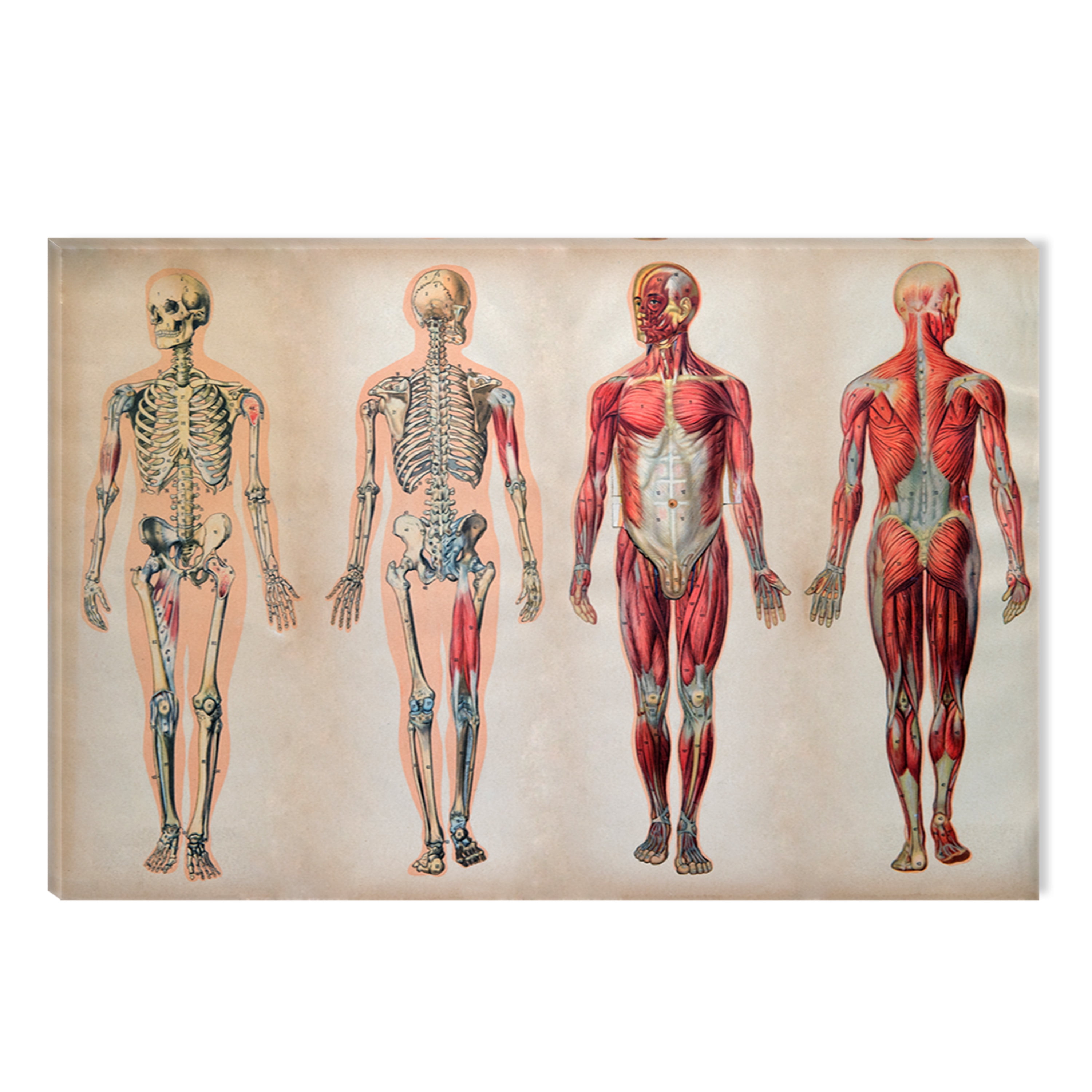 Startonight Canvas Wall Art Body Anatomy II Learning Retro , Dual View