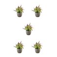 thumbnail image 2 of Decodeary Green Eco-friendly Artificial Money Tree In Pot Long-lasting Durability Realistic Appearance purple rose 5Set, 2 of 6