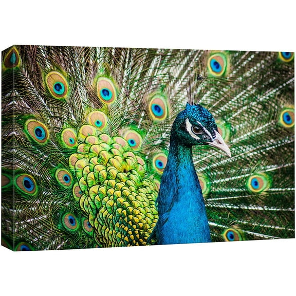 wall26 Canvas Print Wall Art Vibrant Teal Emerald Peacock Bird Feathers Nature Animals Photography Realism Rustic Scenic Landscape Wilderness Zen Colorful for Living Room, Bedroom, Office - 24"x