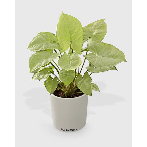 Bumble Plants Syngonium White Butterfly - Full Live Colorful Houseplant in Nursery Pot, Easy Care, Indoor Plant for Beginners
