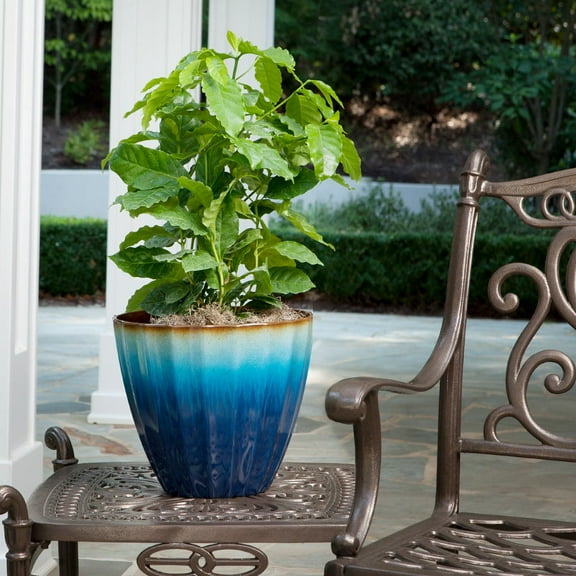 Brighter Blooms - Arabica Coffee Plant, 3 gal - No Shipping to AK, AZ, HI