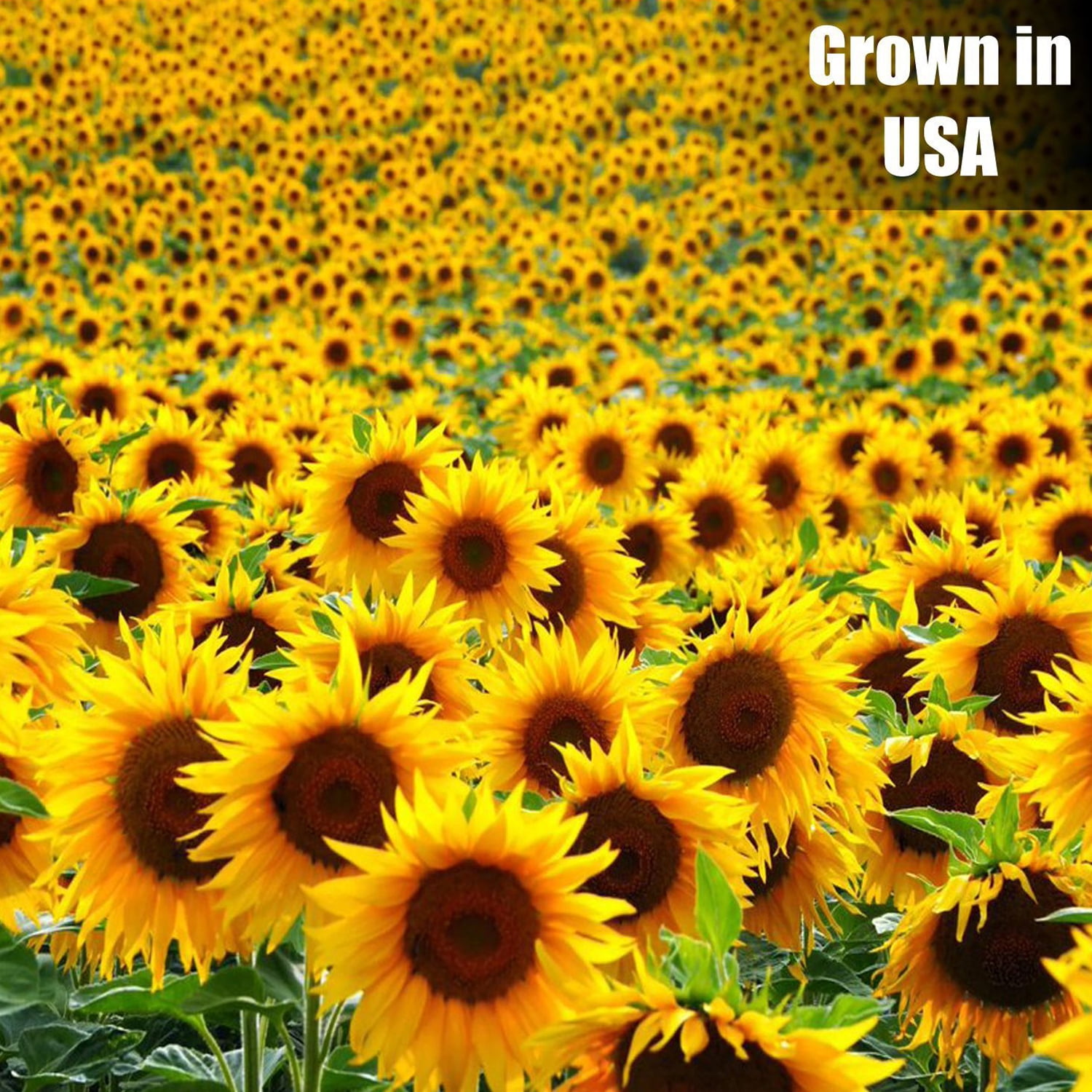 Old Potters Wildlife Striped Sunflower Seeds for Birds and Wildlife, Non-GMO & USA Grown, Organic, Small Farm