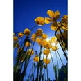 thumbnail image 2 of Yellow Poppies  Poster Print, 2 of 2