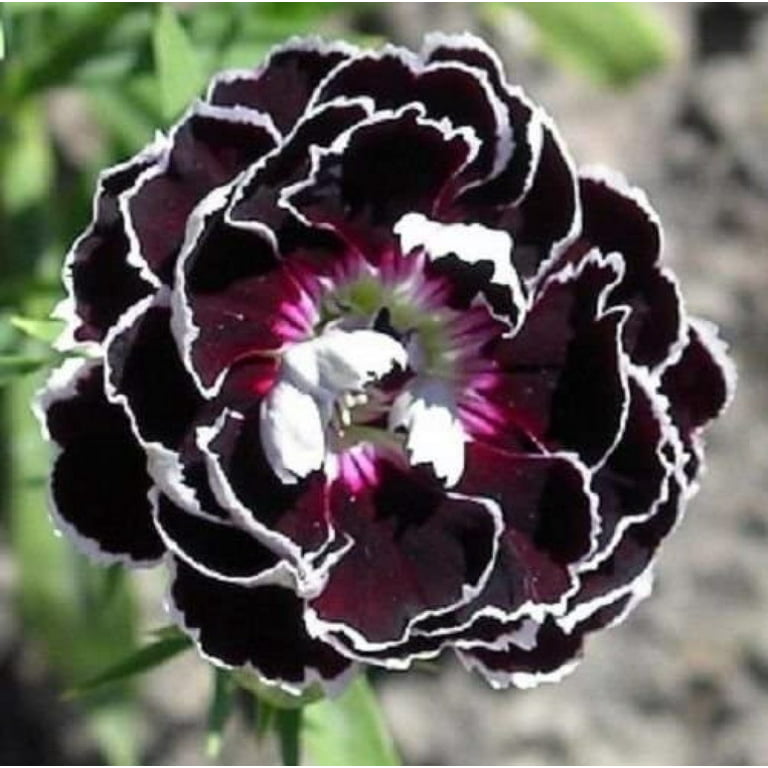Black/White Velvet Lace Carnation Flower Seeds / Dianthus / Perennial 50+