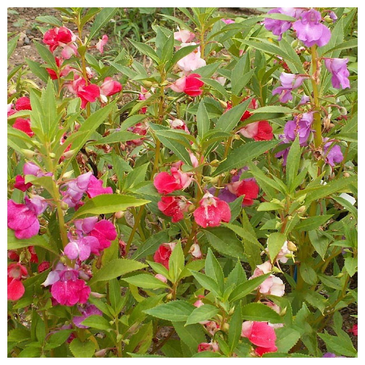 Everwilde Farms - 1 lb Camilia Flowered Mixed Balsam Garden Flower Seeds - Gold Vault Bulk Seed Packet
