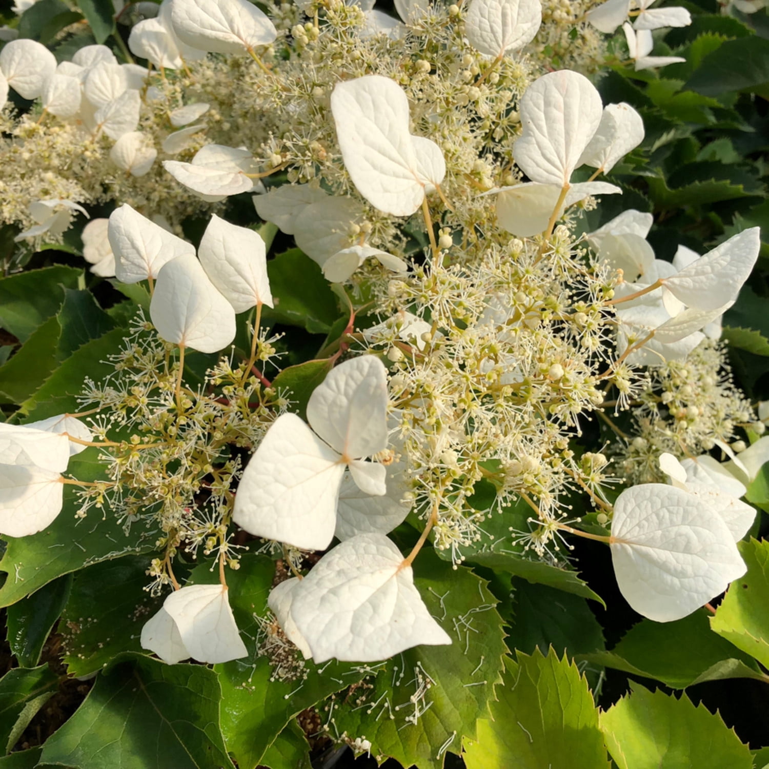 Proven Winners 5" White Flirty Girl False Hydrangea-Vine Live Plant in 4.5" Pot (4 Count)