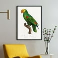 thumbnail image 1 of Yellow-Crowned Amazon, Amazona Ochrocephala - 1801—1805 | Francois Levaillant | Premium Fine Art Print | 18th Century French | Naturalism | Portrait | Nature Art, 1 of 7