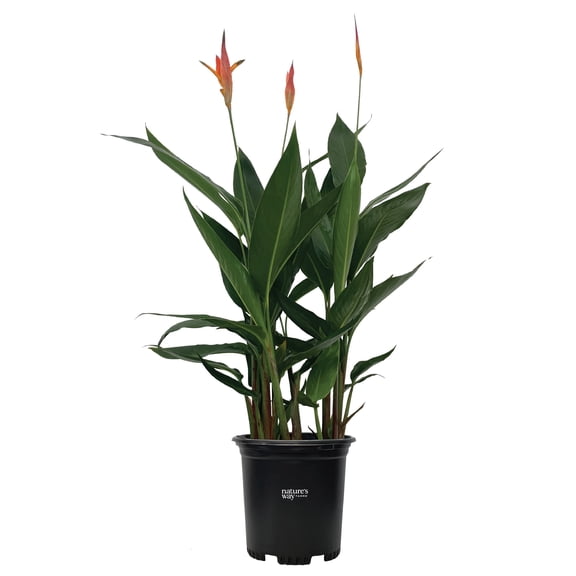 Nature's Way Farms Heliconia Choconiana (8-15 inches tall) in growers pot