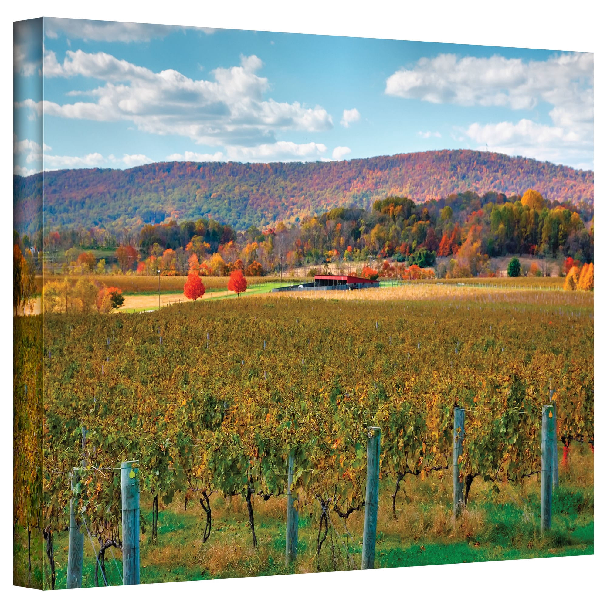 ArtWall Steven Ainsworth "Vineyard in Autumn" Gallery-wrapped Canvas