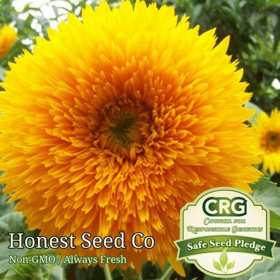 30  Sungold Sunflower Seeds for Planting | Non-GMO Heirloom Garden Seeds