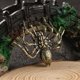 thumbnail image 4 of Araña de latón, accesorio de diseño, adorno creativo de araña, decoración de araña de latón, mini estatua de araña, 4 of 6