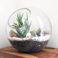 thumbnail image 4 of Healeved 3Pcs Glass Bubble Terrarium Containers - Clear Round Vases, Glass Planters for Decoration, 4 of 8
