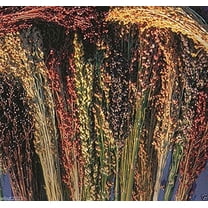 100 Seeds Broom Corn Seeds - Sorghum Vulgar Mixed , Cream, Gold, Red, Brown, Burgundy and More