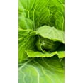 thumbnail image 5 of Japanese Mibuna Cabbage Seeds/ Annual/ Full Sun/  9K Seeds 1 oz/ Zellajake Farm and Garden - B293, 5 of 5