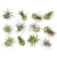 thumbnail image 2 of ragnaroc Air Plants - Tillandsia Ionantha Pack, Regular 1-3" - 12ct - Live Arrival Guaranteed - House Plants for Home Decor & Gift, 2 of 9