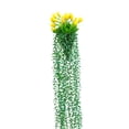 thumbnail image 1 of Yellow Yellow Plastic Simulation Weeping Willow Vine Wall Hanging Greenery For Wedding Home Decoration, 1 of 7
