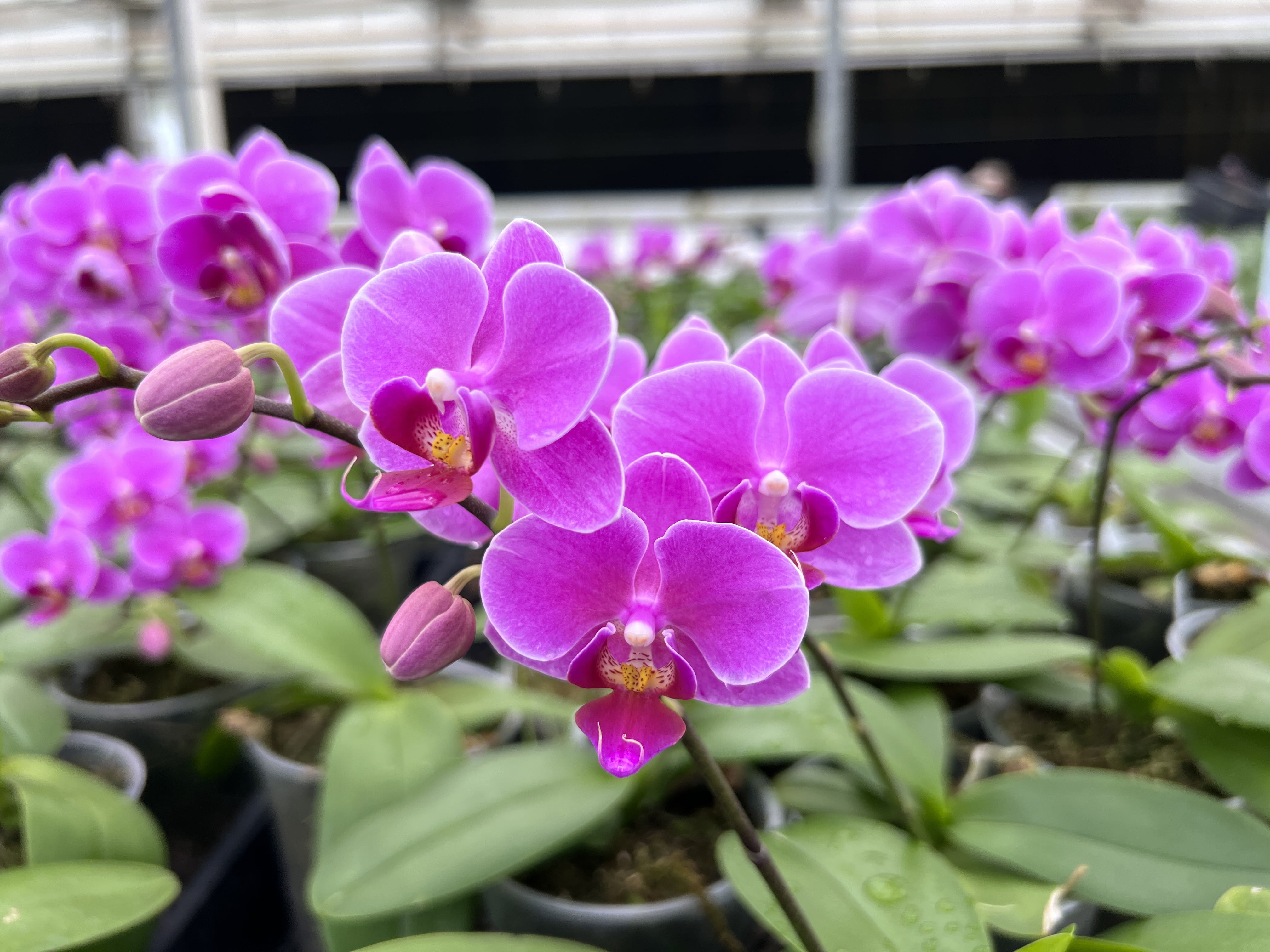 MSU 13-3-15 Fertilizer With Calcium & Magnesium (Tap/RO Water Formula) with scoop - Excellent for Orchids, Aroids and Tropicals - 2LB Bag