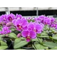 thumbnail image 2 of Nutricote 18-6-8 Time Release Fertilizer (180 Day) with Scoop - Great for all plants especially Orchids and Aroids - 8 Ounces, 2 of 5
