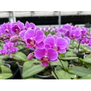 MSU 12-1-1 Fertilizer (K-Lite) With Calcium & Magnesium - Excellent for Orchids, Aroids and Tropicals - Scoop Included - 2LB Bag
