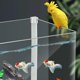 thumbnail image 4 of Adorno de acuario de loro kusrkot paisajismo del tanque de peces colgante amarillo, 4 of 7