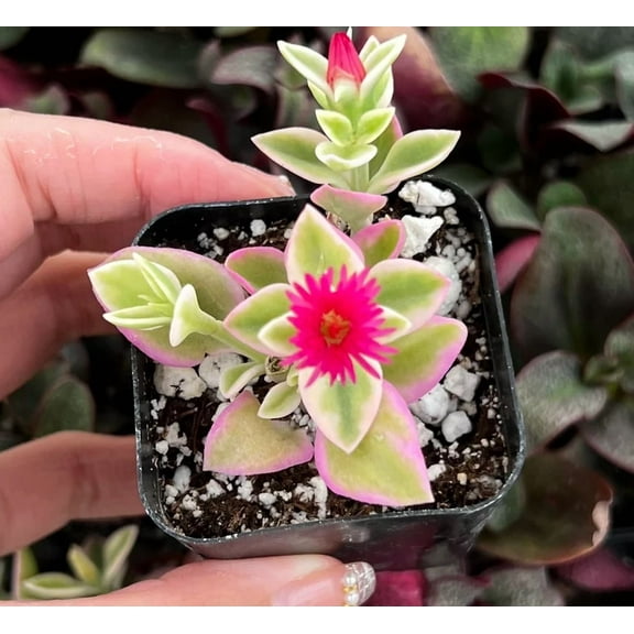 Live Variegated Baby Sun Rose Plant - Ice Plant - Pink Succulent Plant - 2 Inch Pot