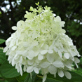 thumbnail image 5 of Dormant Limelight Hydrangea Plant in 2.5-Inch Pot for Garden and Landscape Decor, 5 of 5