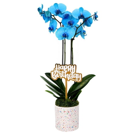 From You Flowers - Blue Happy Birthday Confetti Orchid