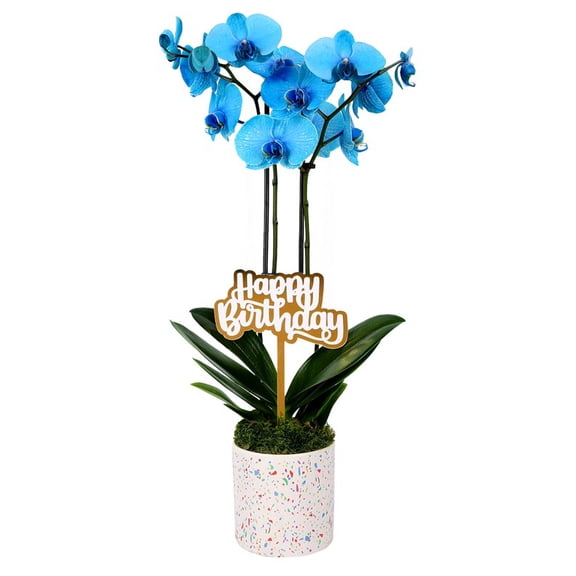 From You Flowers - Blue Happy Birthday Confetti Orchid