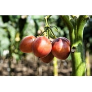 10 *Seeds TAMARILLO / TREE TOMATO Cyphomandra Betacea Solanum Fruit Tree Seeds