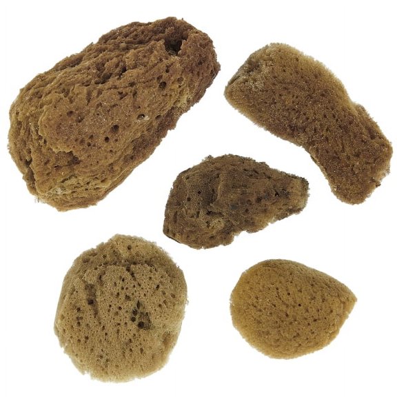 18 Natural Sponges Nautical Decor Crafts 2-3" (Set of 18)