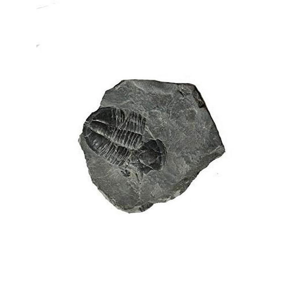 Genuine Elrathia Kinghi Trilobite Fossil 3" x 2.5"