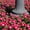 Burgundy Halo, variant on Vinca Flower Garden Seeds - Pacifica XP Series - Really Red - 1000 Seeds - Annual Flower Gardening Seed