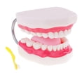 thumbnail image 1 of Nuevo Kit de Modelo de Lengua de de con Cepillo de para Juguete de Ciencia de de Anatomía, 1 of 9