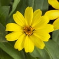 thumbnail image 2 of Expert Gardener 11" Yellow and Green Zinnia Live Plants Pot (3 Count), 2 of 3