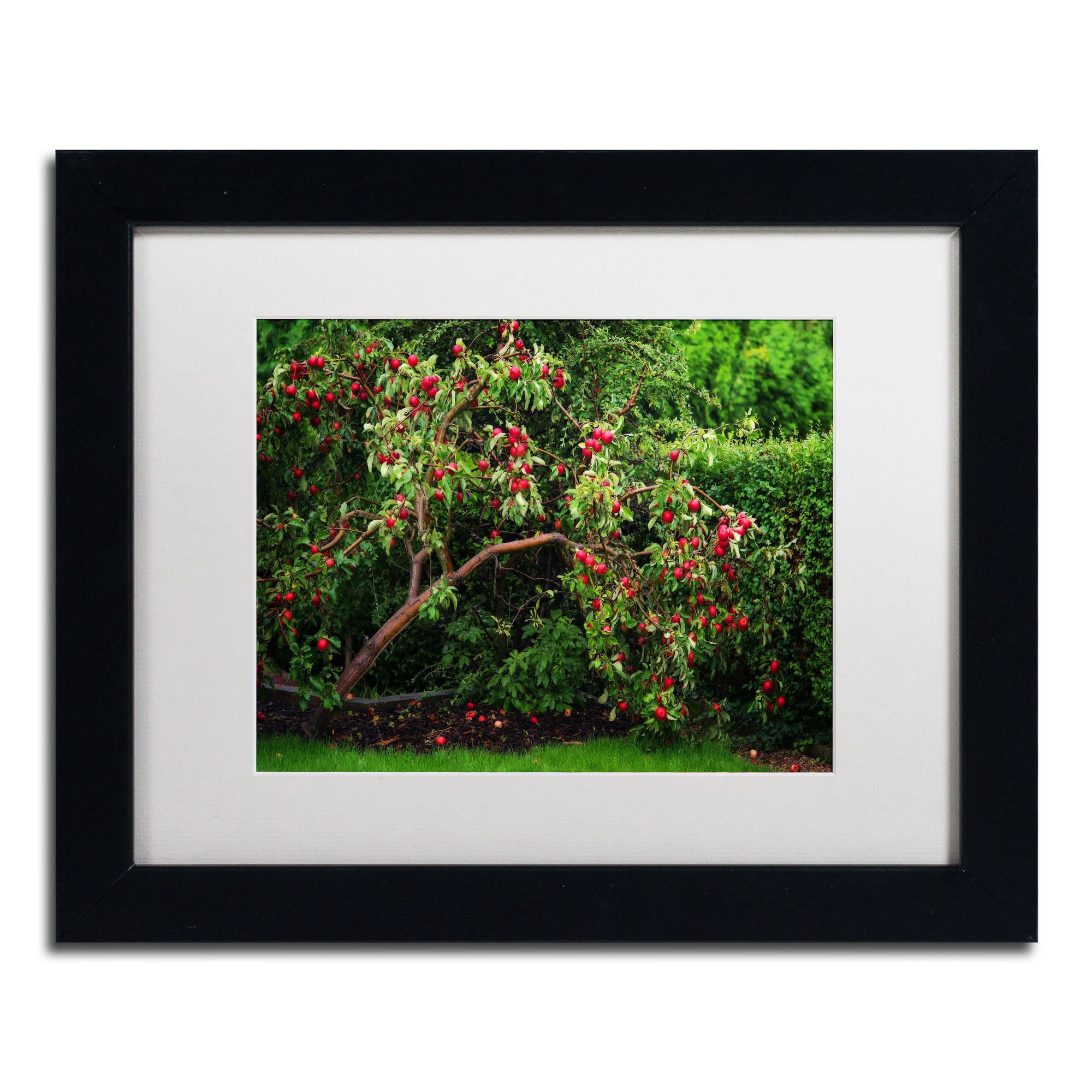 Trademark Fine Art "The Apple Tree" Canvas Art by Philippe Sainte-Laudy, White Matte, Black Frame